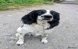Sprocker dogs for sale: 🐾 Springer Spaniel x Cocker Spaniel Male Pup – 🐾 - Image 3