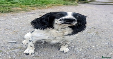 Sprocker dogs - Advert 11