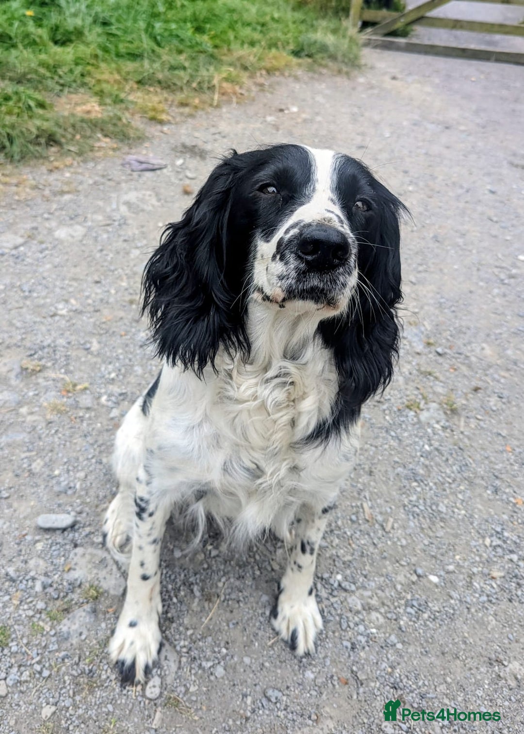 Sprocker dogs for sale: 🐾 Springer Spaniel x Cocker Spaniel Male Pup – 🐾 - Image 3