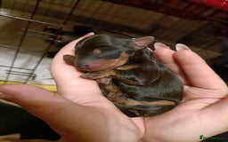 Mixed Breed dogs for sale: 5 beautiful dorkie puppies for sale  - Image 1