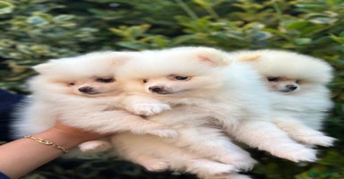 Pomeranian dogs - Advert 6