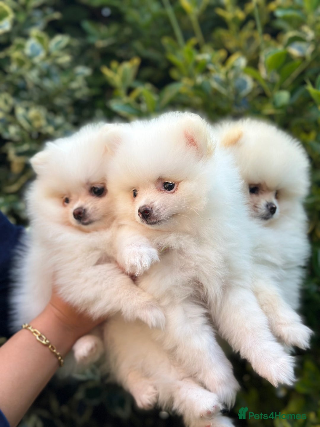 Pomeranian dogs for sale: 3 Gorgeous Pomeranian Puppies-Ready for New Homes - Image 2