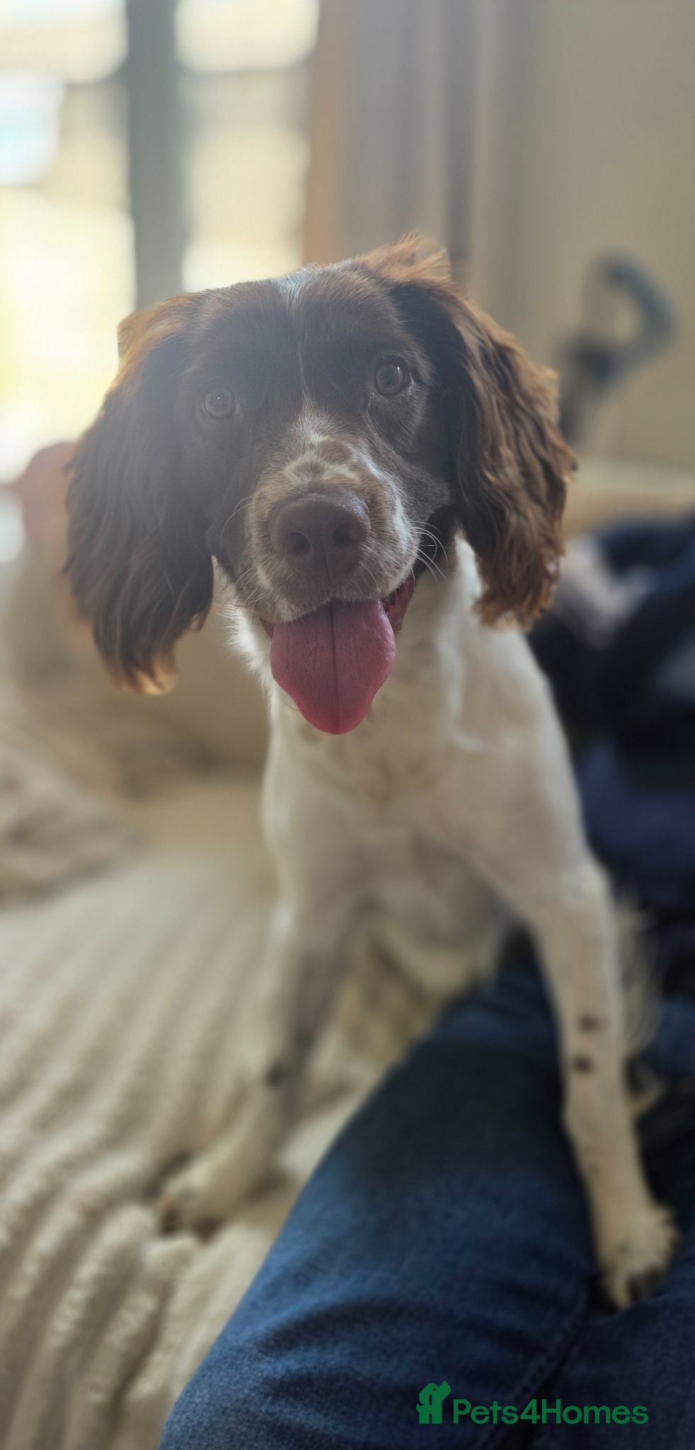 English Springer Spaniel dogs 11 month old English Springer Spaniel  - Advert 2