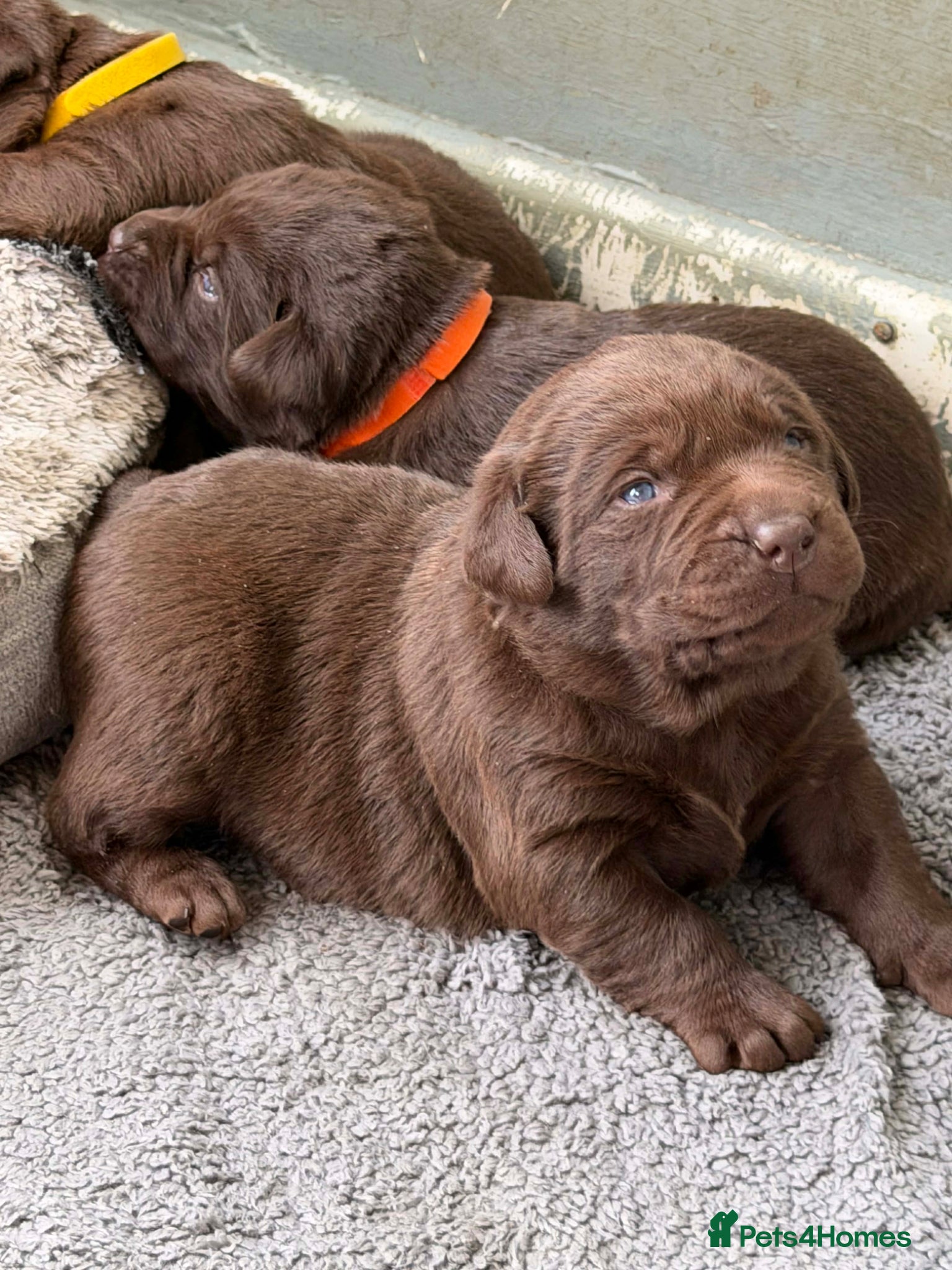 Labrador Retriever dogs ⭐️Chocolate and Silver Labrador puppies⭐️ - Advert 1