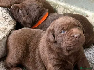 Labrador Retriever dogs ⭐️Chocolate and Silver Labrador puppies⭐️ - Advert 3