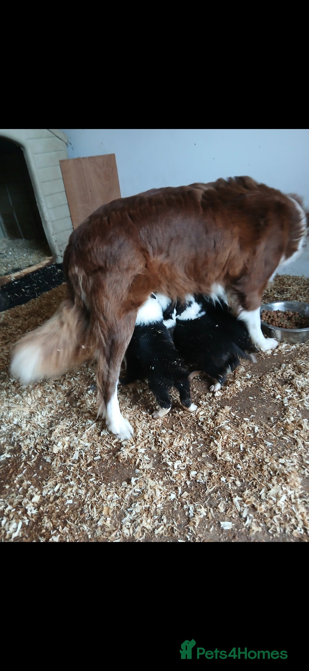 Border Collie dogs for sale: Long coated traditional border collie pups - Advert 12