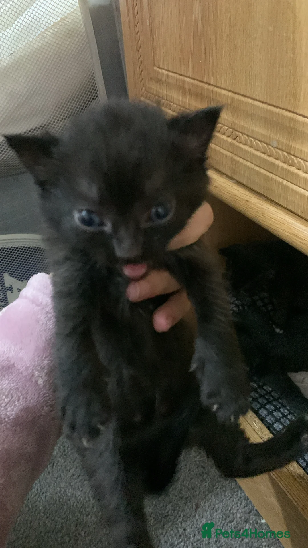 Mixed Breed cats for sale: 5 little kittens in Scunthorpe - Advert 8