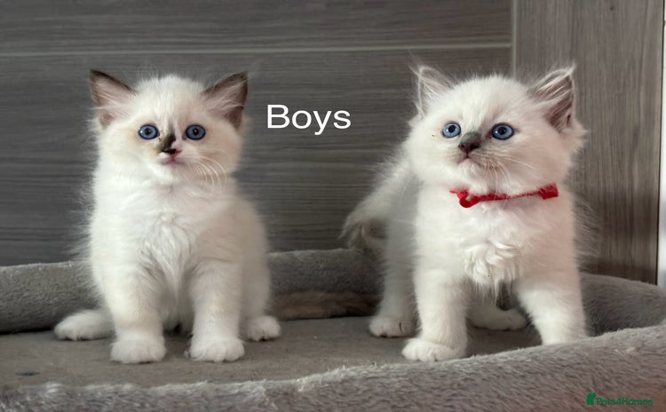 Ragdoll cats - Advert 2