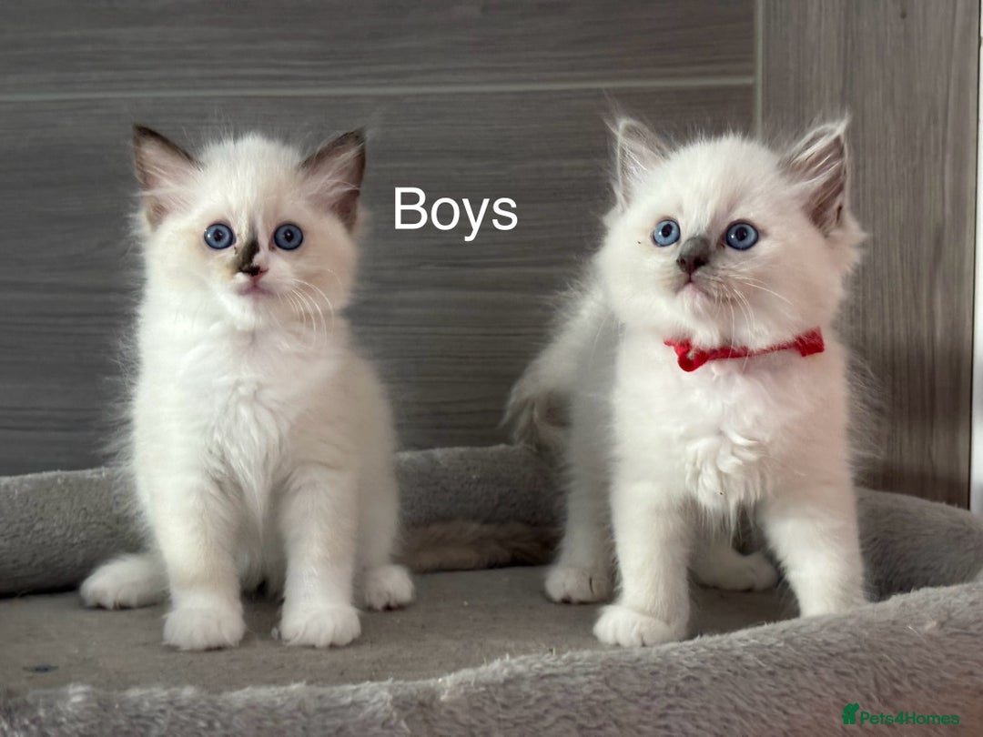 Ragdoll cats for sale: Attention🎈Rare Kitten  - Image 1
