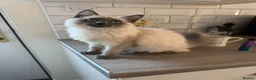Ragdoll cats for sale: 11 Month old Ragdoll in Beaminster - Advert 1