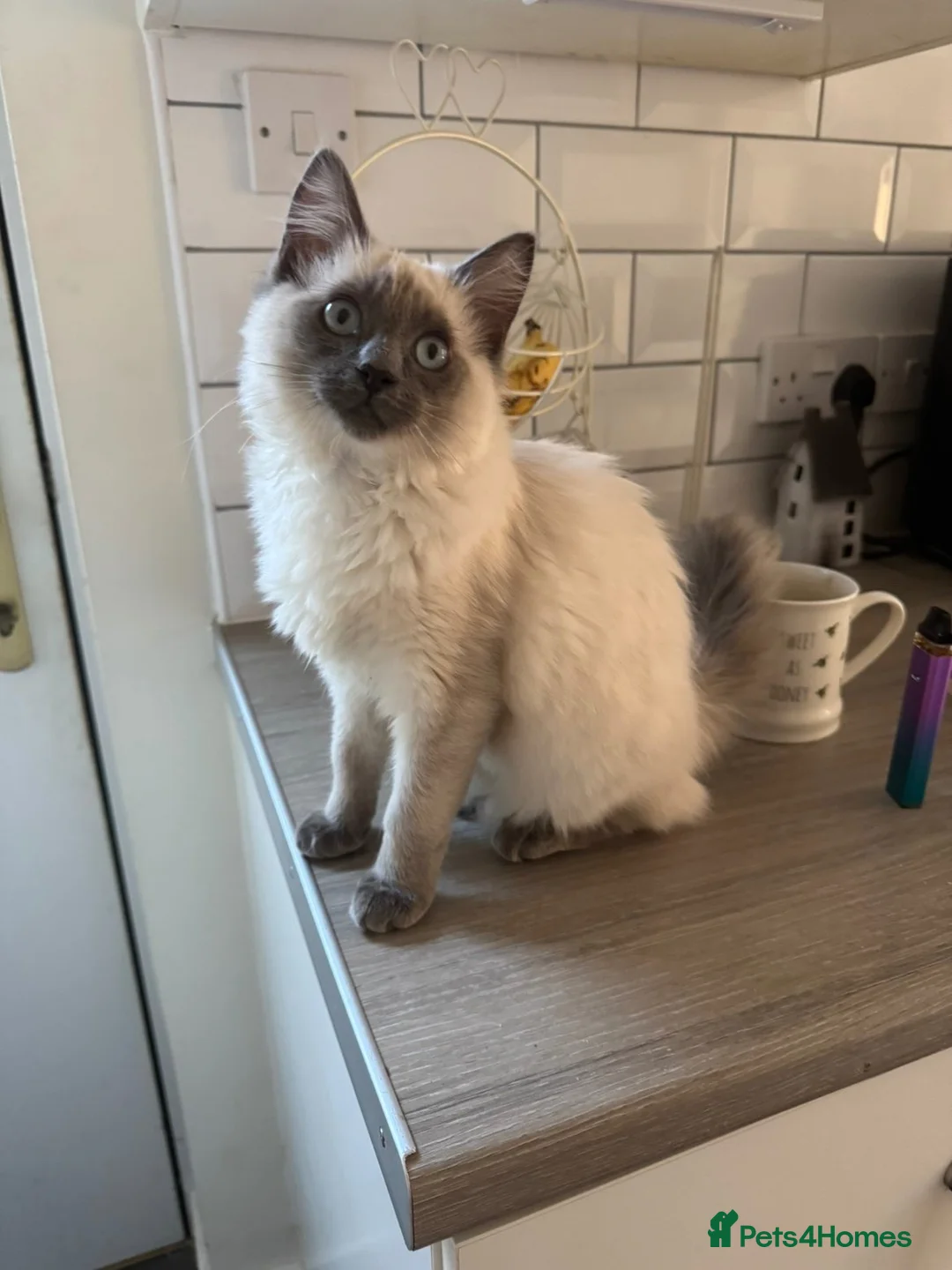 Ragdoll cats for sale: 11 Month old Ragdoll in Beaminster - Advert 1