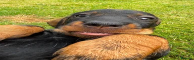Dachshund 2