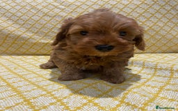 Maltipoo dogs for sale: 💖BEAUTIFUL LICENSED-BRED MALTIPOOS 💖 - Image 13