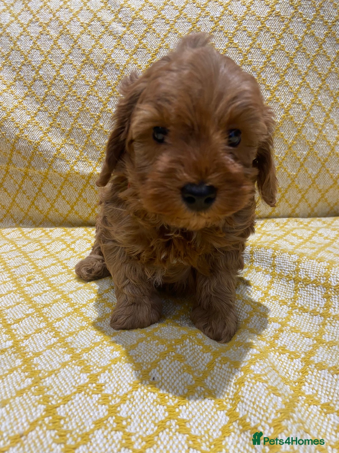 Maltipoo dogs for sale: 💖BEAUTIFUL LICENSED-BRED MALTIPOOS 💖 - Image 13