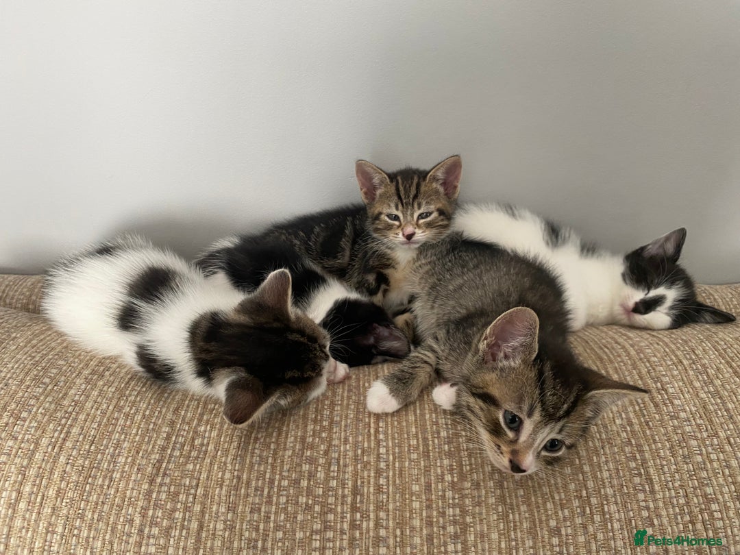 Mixed Breed cats for sale: 7 beautiful kittens - Image 23