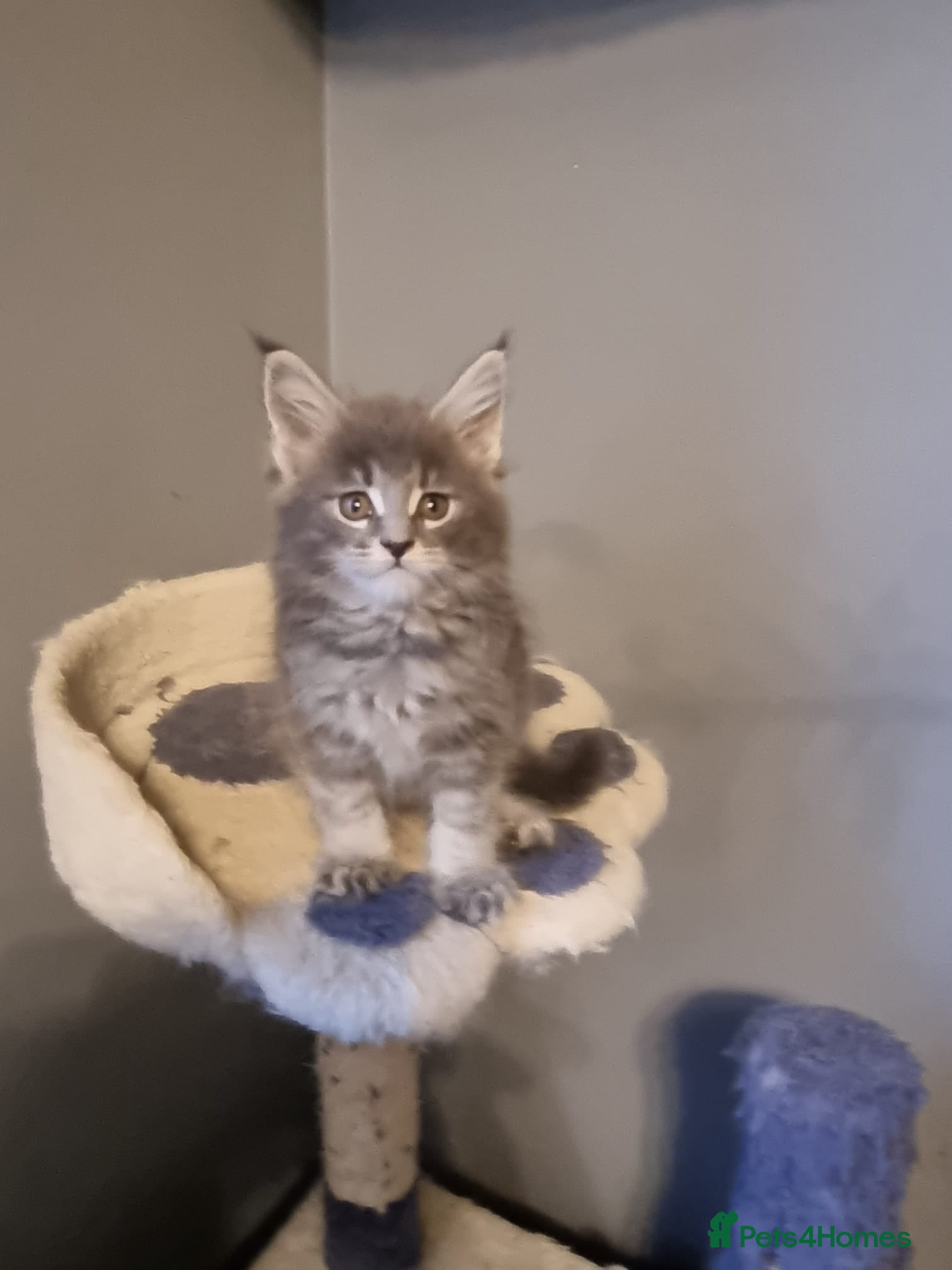 Maine Coon cats GCCF Regestered Maine Coon Kittens - Advert 3