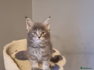 Maine Coon cats GCCF Regestered Maine Coon Kittens - Advert 3