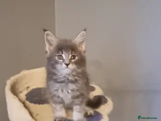 Maine Coon cats GCCF Regestered Maine Coon Kittens - Advert 17