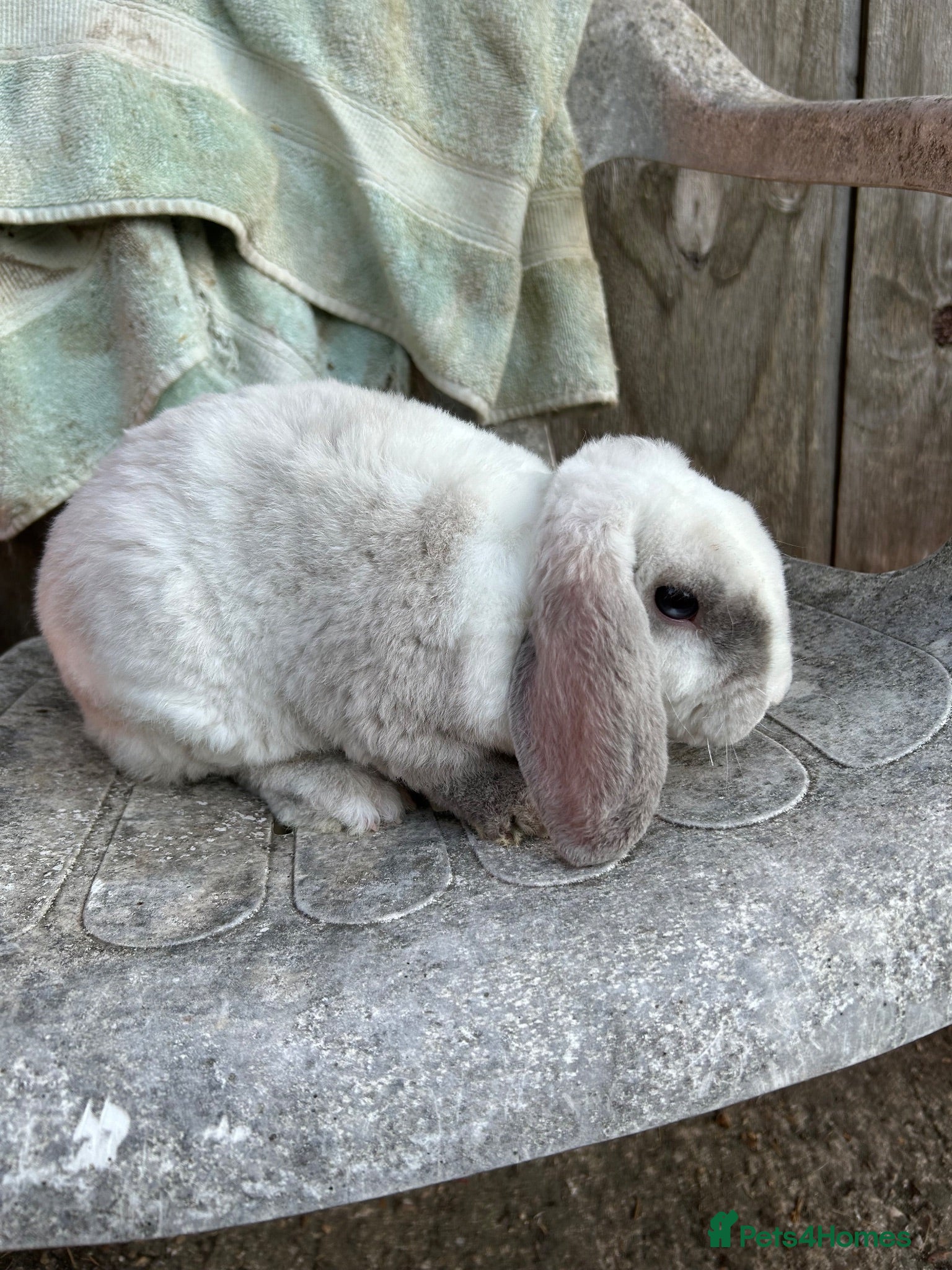 Mini Lion Lop rabbits Mini plush lop blu eyed - Advert 2