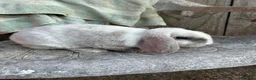 Mini Lion Lop rabbits for sale: Mini plush lop blu eyed - Advert 1
