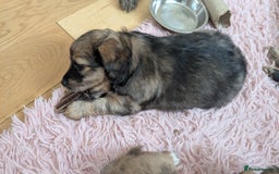 Mixed Breed dogs for sale: Damerian puppies  - Image 4