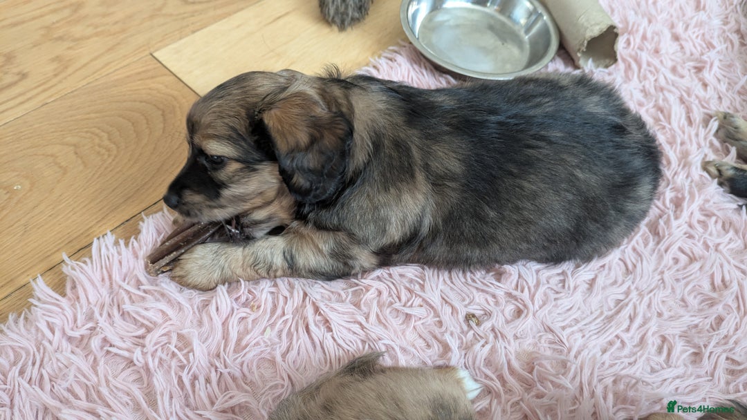 Mixed Breed dogs for sale: Damerian puppies  - Image 4