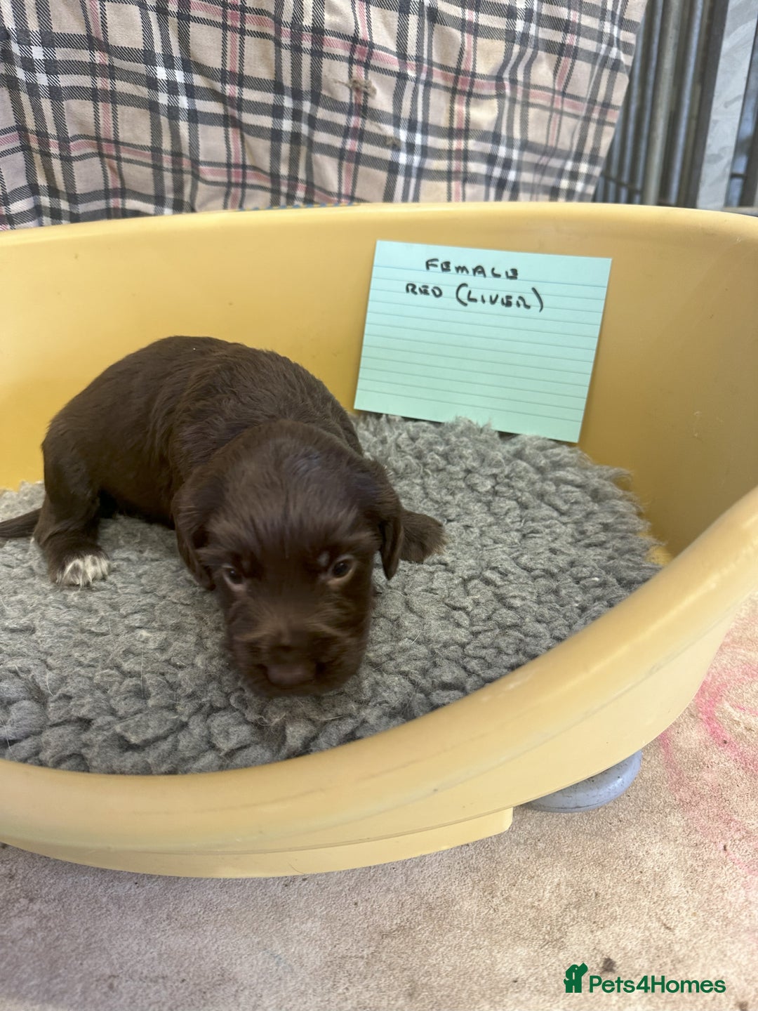 Cocker Spaniel dogs for sale: Two cocker spaniel litters - Image 12