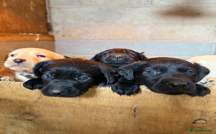 Labrador Retriever dogs - Advert 15