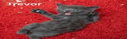 Mixed Breed cats for sale: 2 Affectionate British Shorthair Cross Kittens - Advert 15