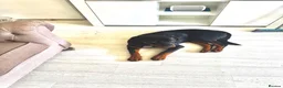Rottweiler dogs for sale: 7 month old male rottweiler  in Wembley - Advert 3