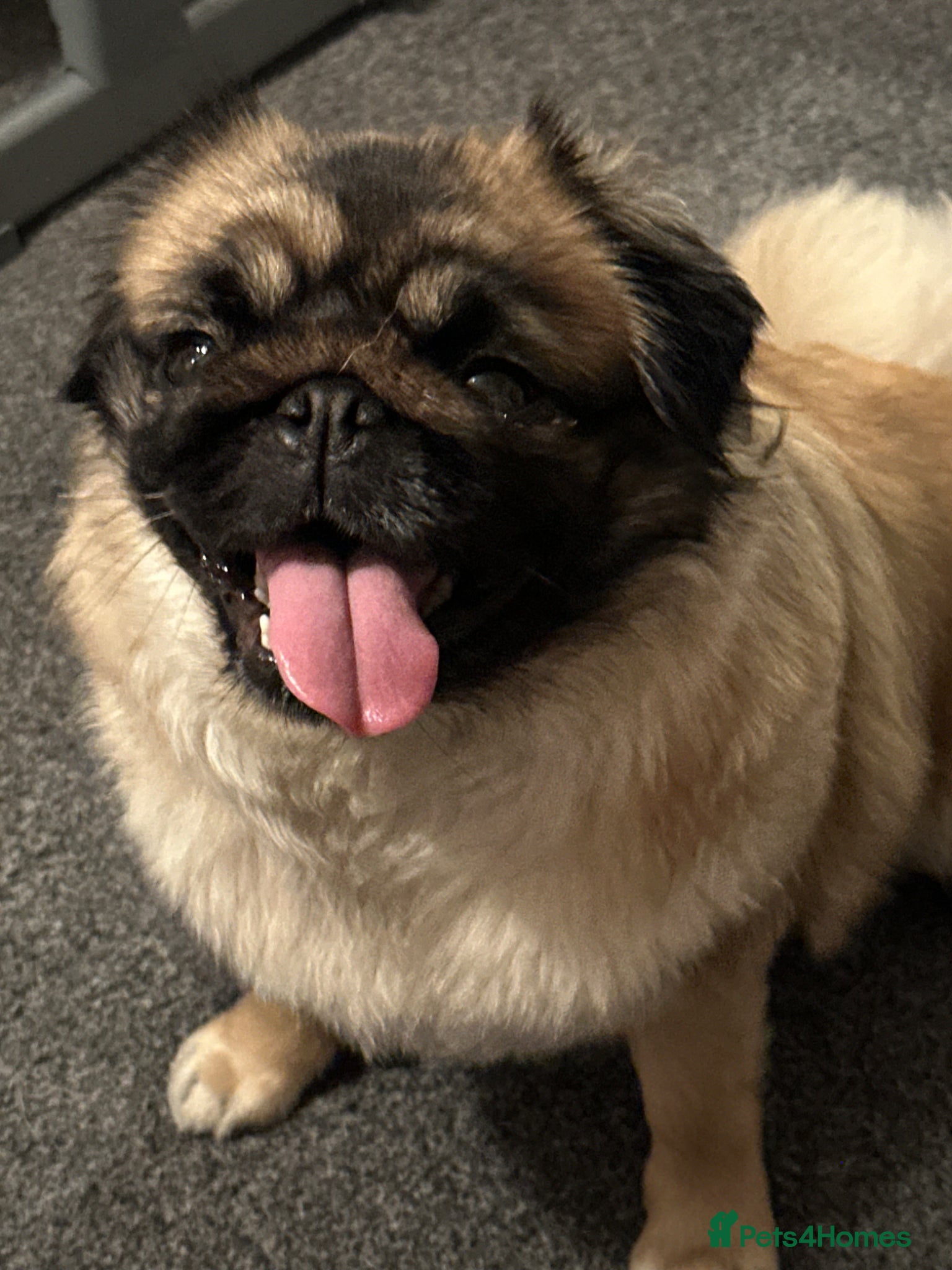 Pug dogs Pug Puppies  - Advert 8