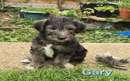 Mixed Breed dogs for sale: Fox Terrier × Australian Labradoodle Pups Sale - Image 7
