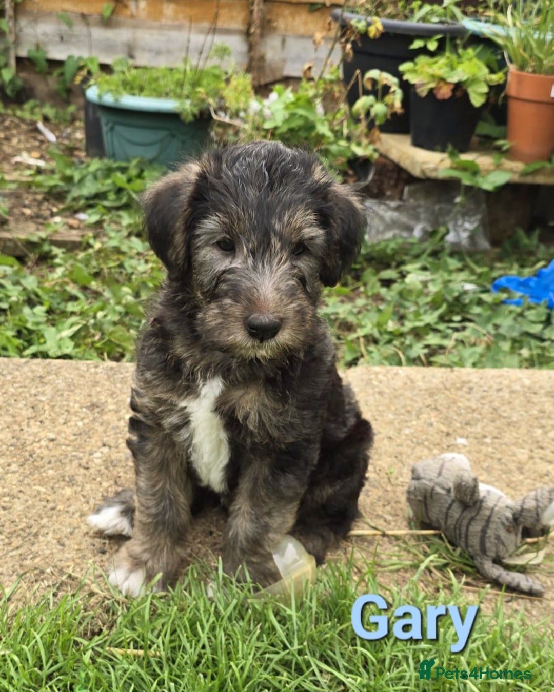 Mixed Breed dogs for sale: Fox Terrier × Australian Labradoodle Pups Sale - Image 7