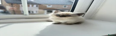 Ragdoll Kitten 3