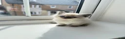 Ragdoll cats for sale: Perfect Extra Fluffy Ragdolls  in Basildon - Advert 3