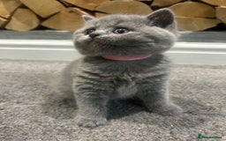 British Shorthair cats for sale: Pedigree Blue British Shorthair 💙💙💙💗💗💗💗 - Image 19