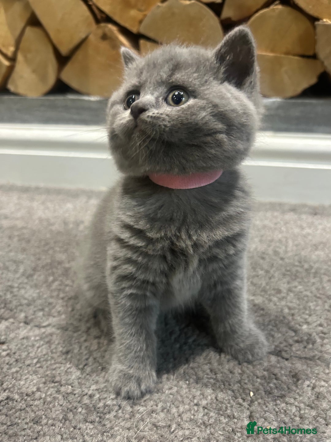British Shorthair cats for sale: Pedigree Blue British Shorthair 💙💙💙💗💗💗💗 - Image 19