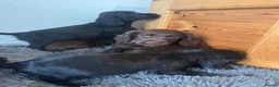 Sprocker dogs for sale: Gorgeous sprocker spaniel puppies  - Advert 10
