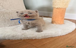 British Shorthair cats for sale: 7 British Shorthair Kittens TICA®️ – Import Lines - Image 13