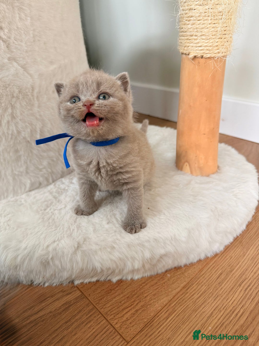 British Shorthair cats for sale: 7 British Shorthair Kittens TICA®️ – Import Lines - Image 13