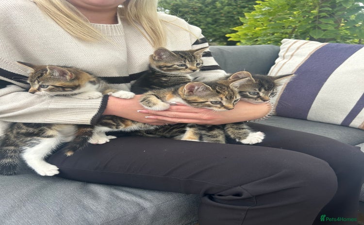 Domestic Shorthair cats - Advert 1