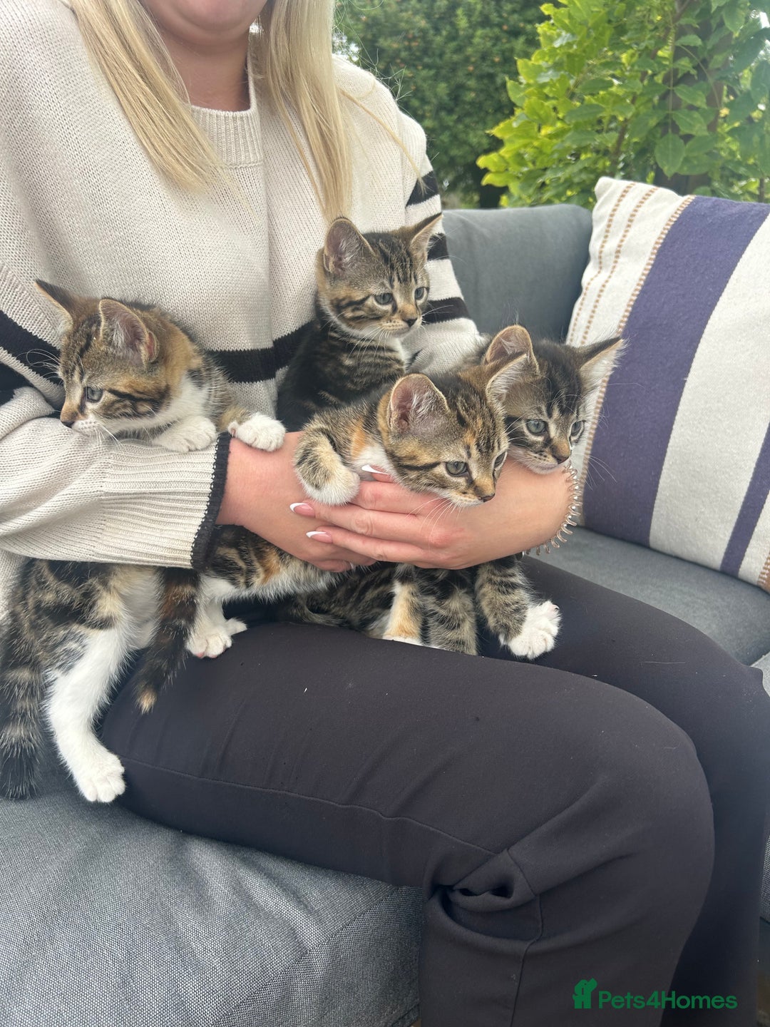 Domestic Shorthair cats for sale: 3 Kittens for sale  - Image 1