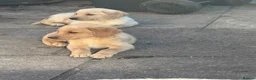 Labrador Retriever dogs for sale: Beautiful litter of mixed puppies  - Advert 31
