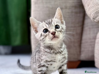 Bengal cats kittens - Advert 1