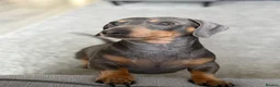 Miniature Dachshund dogs for sale: Blue/Tan 3 year old male miniature dachshund  in Sutton - Advert 3