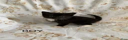 Mixed Breed cats for sale: kittens  - Advert 5