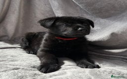 German Shepherd dogs for sale: Exceptional KC Reg DDR GSD Puppies Rare Bloodlines - Image 14