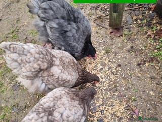 Chickens poultry Orpington English Rare Colour - Advert 13