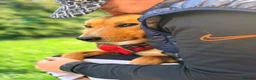 Mixed Breed dogs for adoption: ❤️🐶 STELLA – SHE BUILDS HER WORLD AROUND YOU in Burton-on-Trent - Advert 28