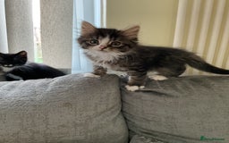 Mixed Breed cats for sale: ❤️ beautiful fur baby’s ready now❤️ - Image 1